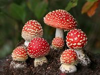 Красные мухоморы