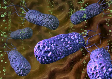 Бактерия Helicobacter pylori