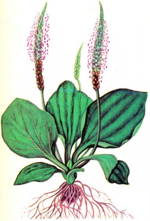 Подорожник