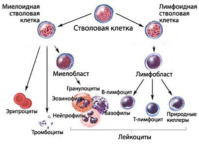 Клинические исследования при лейкозе