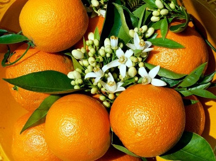 Апельсин - защита от рака