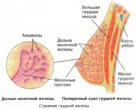 Строение грудной железы