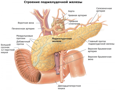 Поджелудочная железа