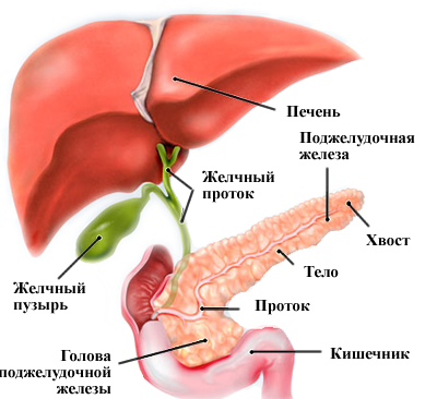 Анатомические данные ЖКТ