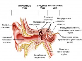 Рак уха: обозначение