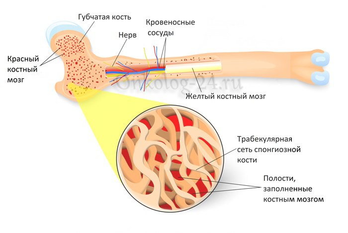 Stroyeniye kosti